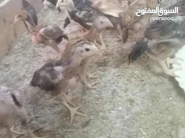 صوص باكستاني