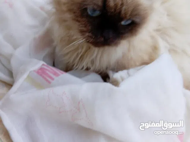 قط همليا للبيع