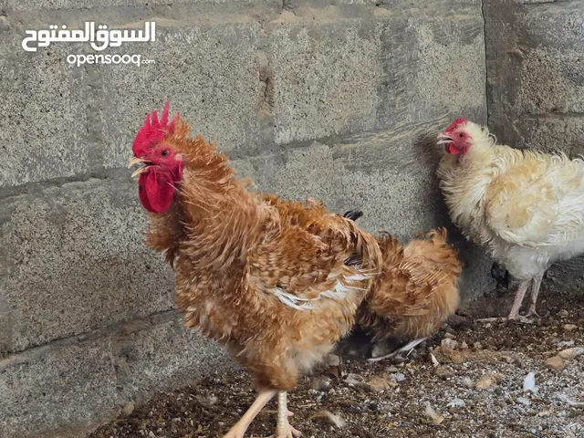 frizzle chicken