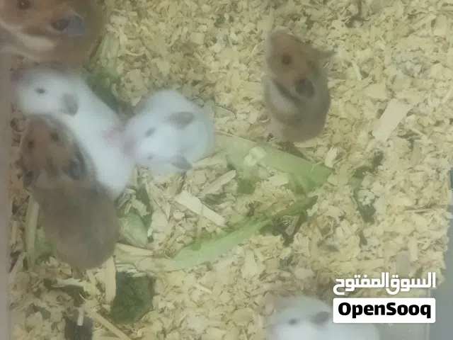 جوز هامستر مع أولادهم عدد 6