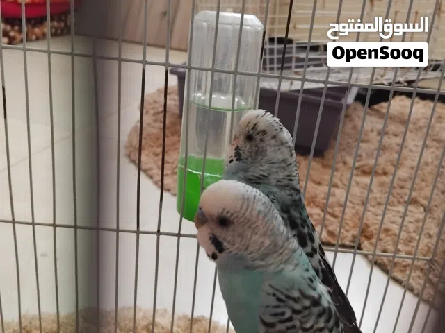 عصافير بقلينو