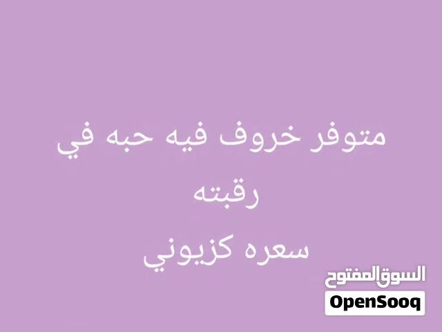 خروف فيه حبه في رقبته الي بموسم بيه ربي يبارك سمين