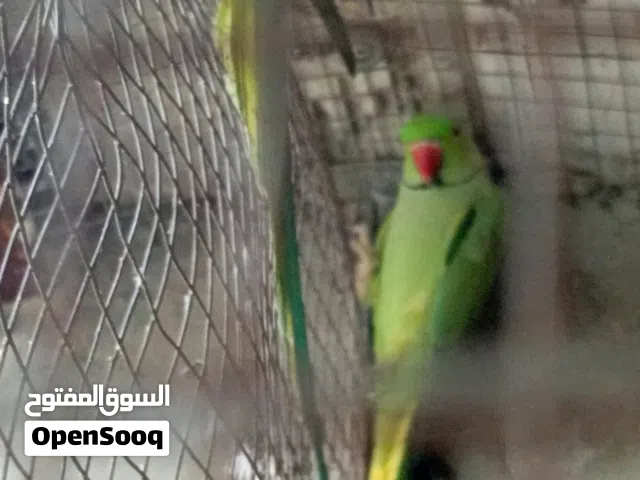 درة هندي امايات مبزرات يمي
