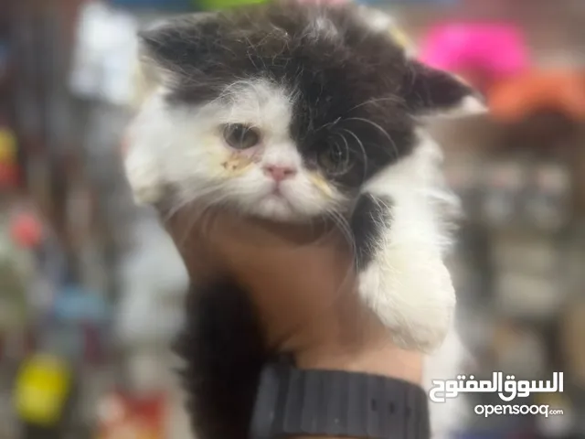 ذكرين ڤان للبيع بسعر مميز