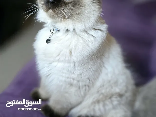 قط هيمالايا نقي ملك جمال50 دينار مع كل اغراضه