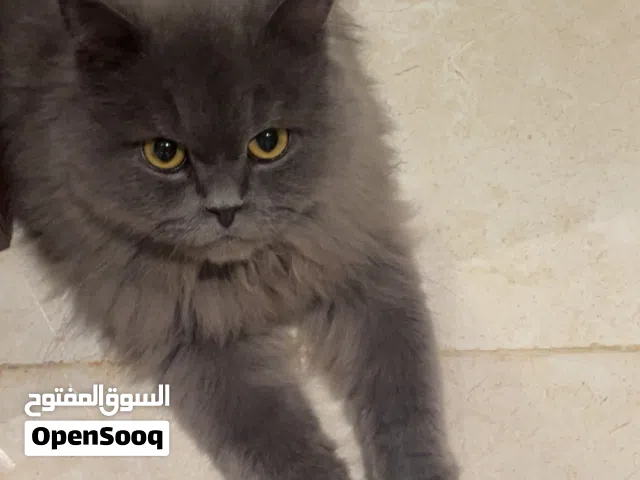 قط مكس شيرازي + British short hair