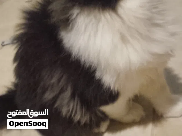 مكس لون اسود وابيض
