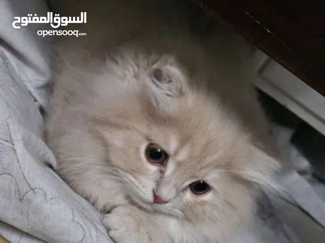 قط شيرازي شعر طويل أطراف قصيره ذكر