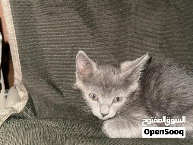 قط ذكر صغير