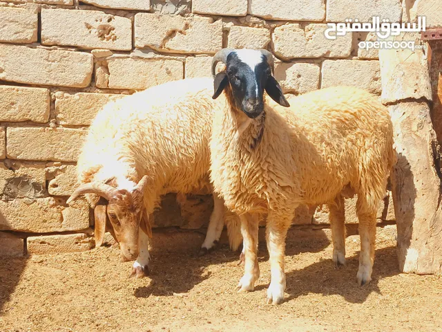 زوز خرفان وطنيات عمر 7\8شهور خرفان نظاف سمان يعلفوا عز ماتشد للعيد ولا تد بح عقيقة