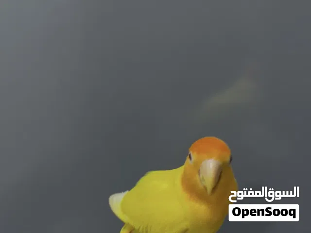 روز الالبينو عيون حمراء اليف و متعلم يصلح للأطفال