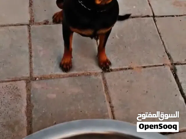 للبيع نثية روت