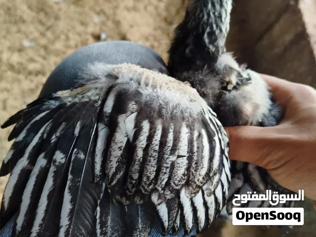 متوفر كتاكيت وان دوت