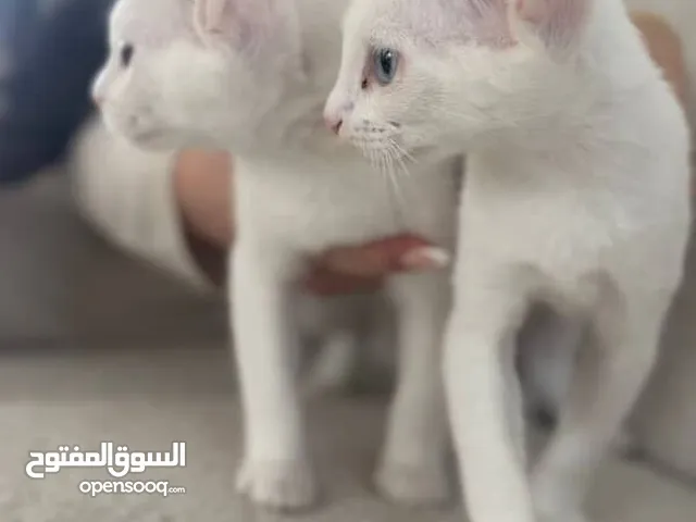 Twin Angoras (Turkish) very cute for free adoption