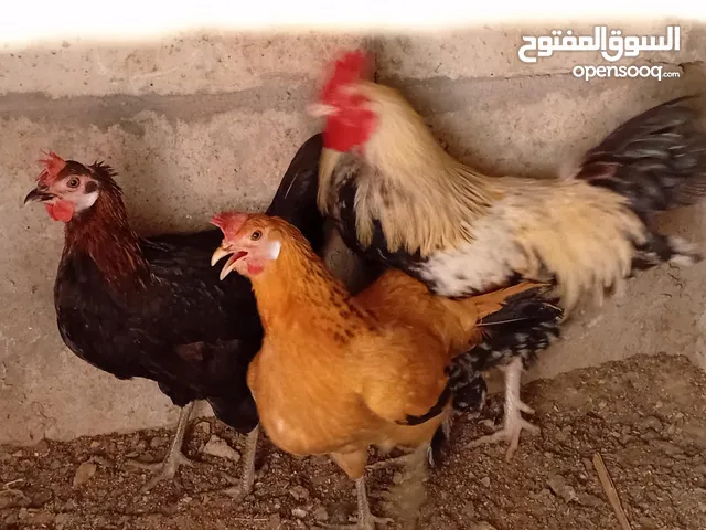 ثلاث جاجات و ديك