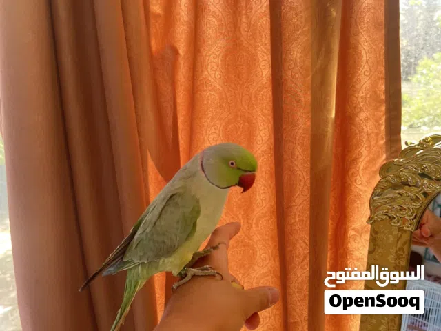 ببغاء  ذكر دره متكلم بوضوح انتاج مزرعه محجل  الطير عباره عن لعبه