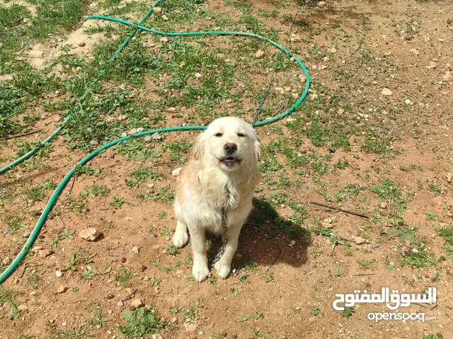 كبل كوكر اسباني مبندق على جولدين للتبديل مع بيتبول