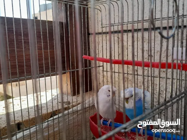Abood .s TUBE