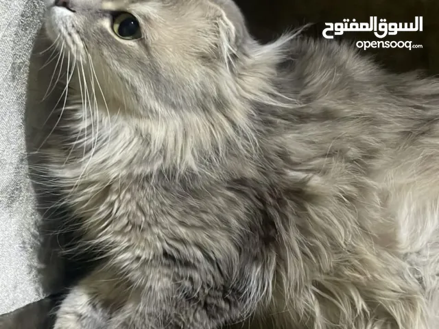 مفقود في معيذر