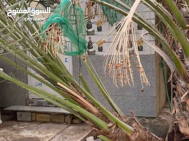 فرخ برحيه جبير السنه حمل 3 عثوك عمره سنتين  رايدينه ب350 الف