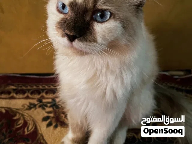 قط راك دول شيرازي قابل للتفاوض