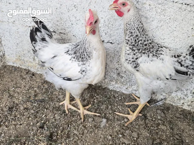 ديوك فرنسيات خالي من التهجين