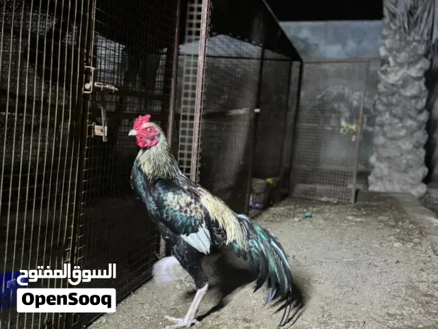 اموره طيبه للبيع