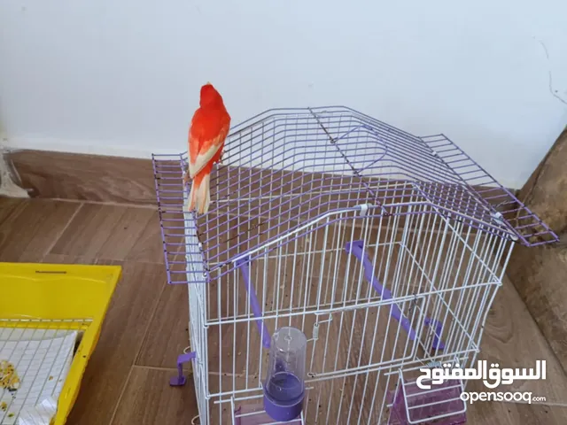 عصفور كوبيا كناري