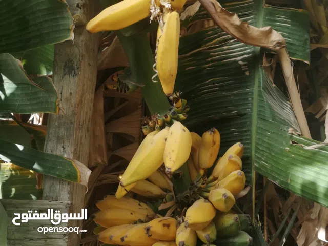 يوجد فسايل موز