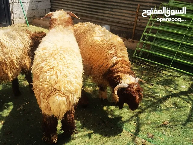 ضحايا نعيم طيب