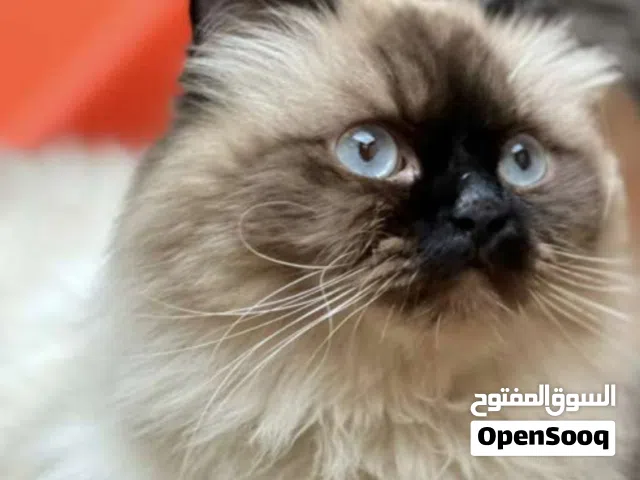 السلام عليكم قطه للبيع نوع هملايا العمر 7اشهر السعر 100 وبيها مجال
