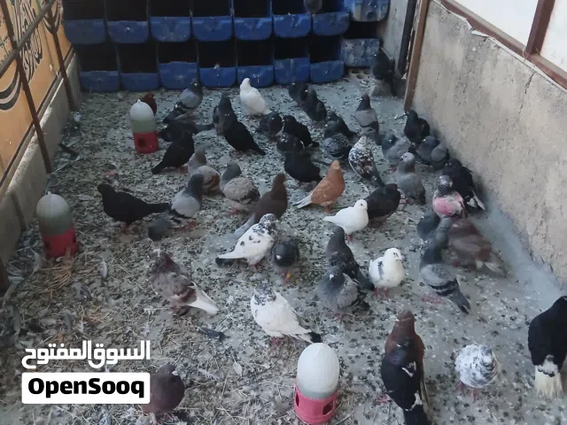 موجود 25 جوز حمام