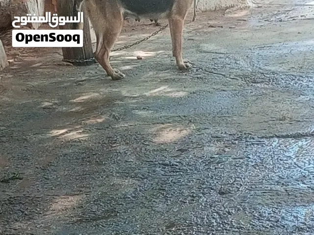 نتاية جيرمن شورت هير
