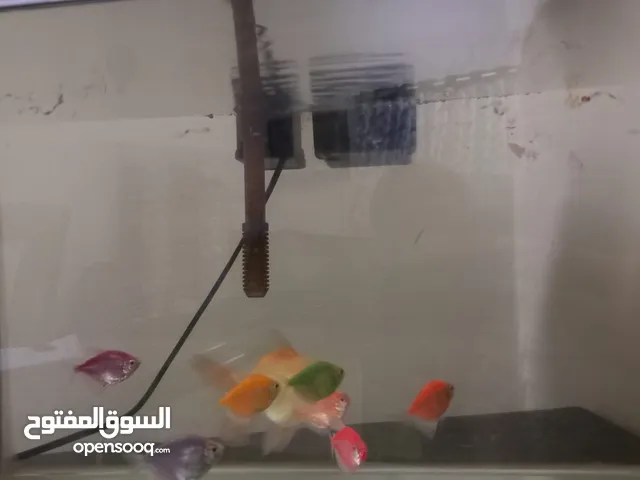 Fish with Fish Tank