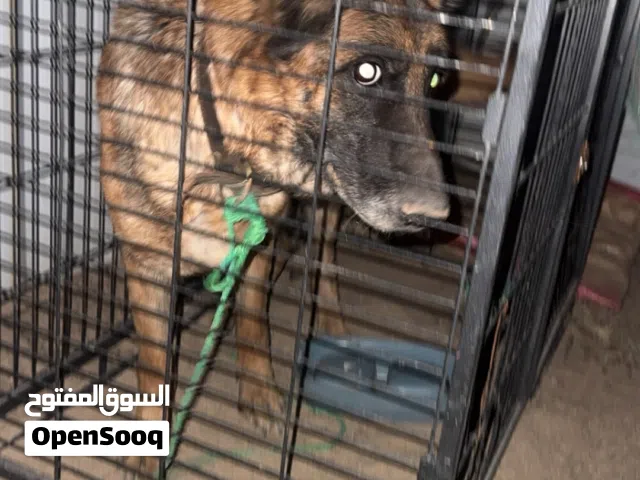 للبيع جيرمن شبرد