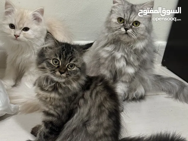 Persian Cats and kittens