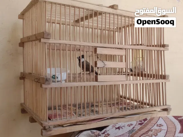 بلبل وحشي بصراوي