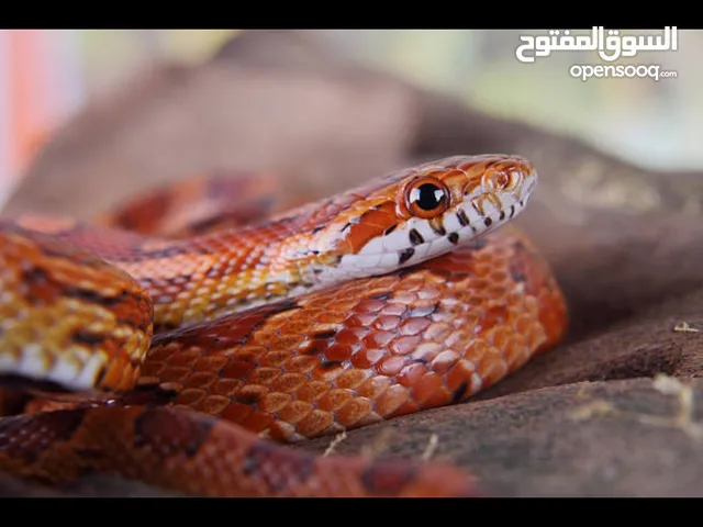 مطلوب كورنسنيك التربية + غير سام وأليف