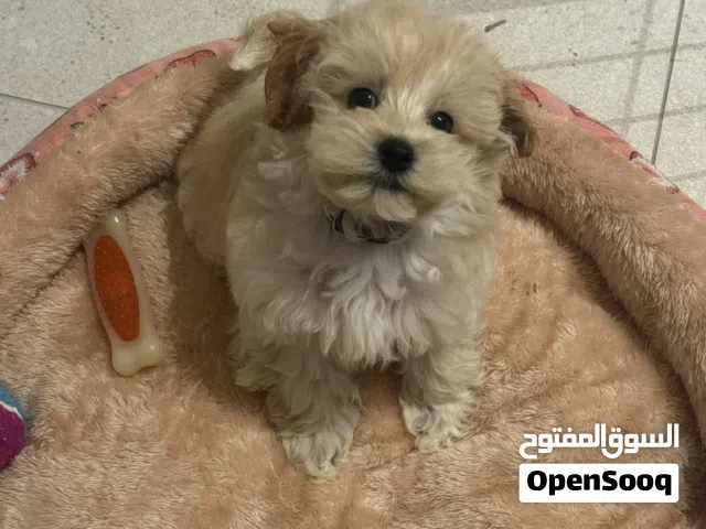 Multipoo a cross between  maltese  and a poodle