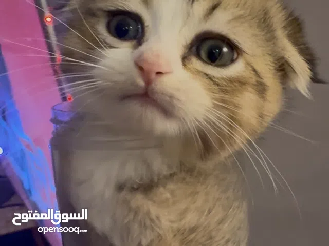 برتش انغورا