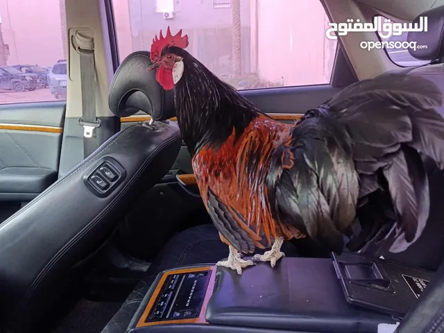 كزيوووووني فروج ملكي