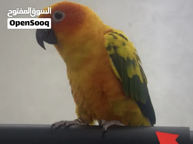 Friendly Sun Conure – Around 1 Year Old ببغاء صن كونيور أليف – عمره حوالي سنة