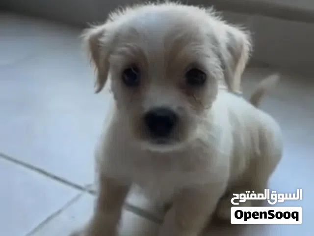 Havanese puppy