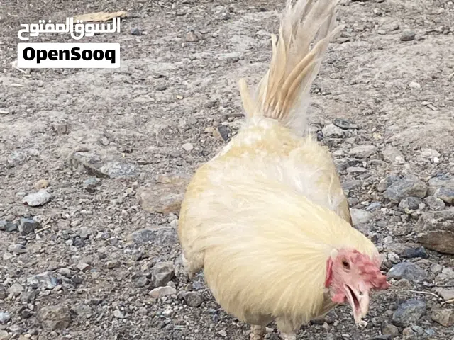 ديك باكستاني