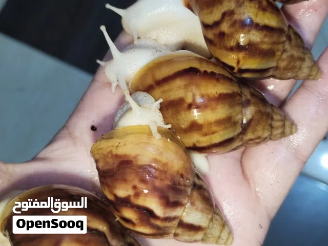 حلزون افريقي مصدر الكولاجين الطبيعي للبشره