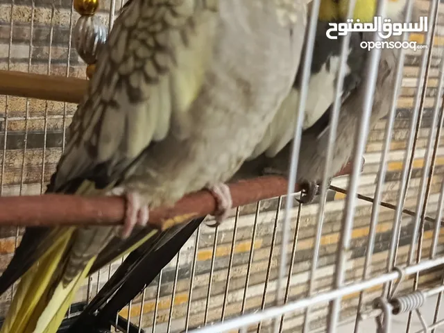 زوج كوكتيل مزاوجات يردن يبيضن اليفات قفص فقط مال تكاثر يعني هنه وقفص والخانة