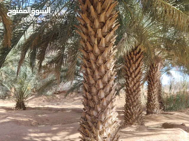 نخل للبيع نخل عربي جميع الأنواع والمقاسات حسب الطلب نوصل جميع مناطق المملكة العربية السعودية