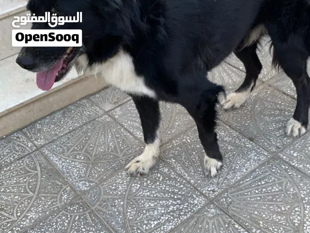 The Border Collie is a medium sized, energetic working dog. Its body is slightly longer thanis it.