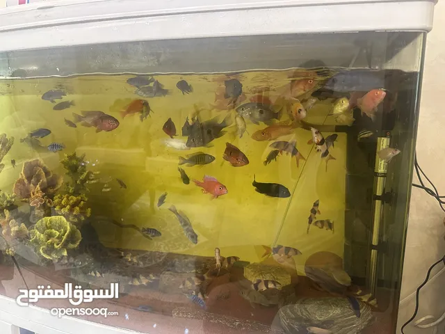 حوض سمك مع جميع اغراضو مع سمك سيكلد عدد 45 و سمك كلاون لوتش و زبال عدد 3صغير 1كبير و مرجان اصطناعي