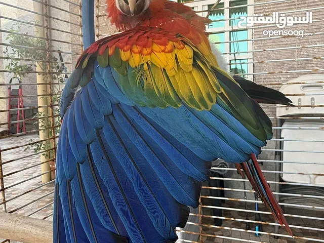 فرخ سكارلت مكاو